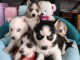 Magnifiques chiots husky sibérien disponible