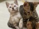 Magnifiques chatons bengal (à donner)