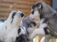 Magnifique 2femelles et male Husky Sibérie