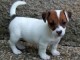chiot jack-russell trois mois