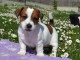  chiot jack-russell trois mois