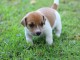 chiot jack-russell trois mois