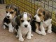 Magnifiques chiots beagle lof a donner