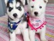 Adorables chiots Husky sibérien (à donner)