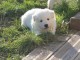  A donner chiot femelle type berger blanc suisse 