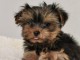Chiot femelle yorkshire terrier a adoptez