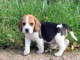 Magnifique et adorable chiot beagle