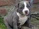 adorable chiot american bully