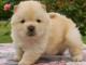 adorable chiot chow-chow 