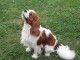 Chiots Cavalier King Charles pour adoption