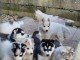 Chiots Siberian Husky LOF pour adoption