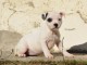 Chiots Staffordshire Bull Terrier POUR ADOPTION