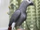 Bébé perroquet gris du GaboBébé perroquet gris du Gabonn a adopté