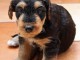 Donne chiot type Airedale Terrier