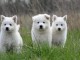 Donne chiot type Berger Blanc Suisse 