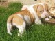 Donne chiot type chiot Bouledogue americain 