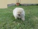 Donne chiot type  Chow chow