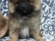 Donne chiot type chiot Spitz nains