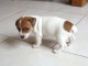 Donne chiot type Jack Russel terrier 
