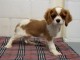 Donne chiot type chiot Cavalier King Charles