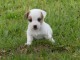 A donner chiot type jack russel femelle