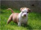 chiot American staffordshire terrier trois mois