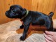Chiots Staffordshire Bull Terrier pour adoption