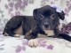 Chiot type American staffordshire terrier femelle