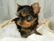 A donner Adorable yorkshire terrier femelle
