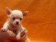 Magnifique chiot Chihuahua mâle à donner Pour Noel