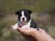 Adoption Chiots Boston Terrier