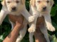 Magnifique Chiots Labrador disponible 