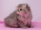 Magnifique chaton persan chinchilla  à adopter