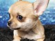 Portée Chiots Chihuahua mâles - 5 femelles