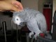 A DONNER Idéale perroquet gris du Gabon femelle Pour Noel
