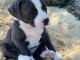 Chiots American Staffordshire Terrier de 3 mois à adopter
