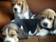 Adorables Chiots beagles