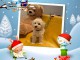 Adorables bb Caniche disponible pour  Noël !!!!