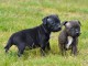 Adoption staffordshire bull terrier