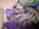 Chatons Chartreux Disponible 
