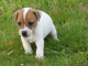 Chiot jack russell lof a donner pour noel