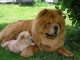 chiots chow chow Adoption