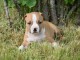 Adorable chiot Américan Staffordshire Terrier à donner 