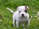 Adorable chiot   Américan Staffordshire Terrier à donner