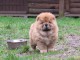 Chiot bb chow chow 3 mois pour adoption