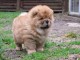 Chiot bb chow chow 3 mois pour adoption