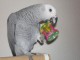 A DONNER Idéale perroquet gris du Gabon femelle Pour Noel