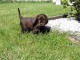 Adorable chiot Labrador à donner 