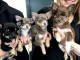 Adorables Chiots Chihuahua adonner