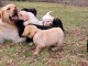 Adorable chiot  Labrador  à donner